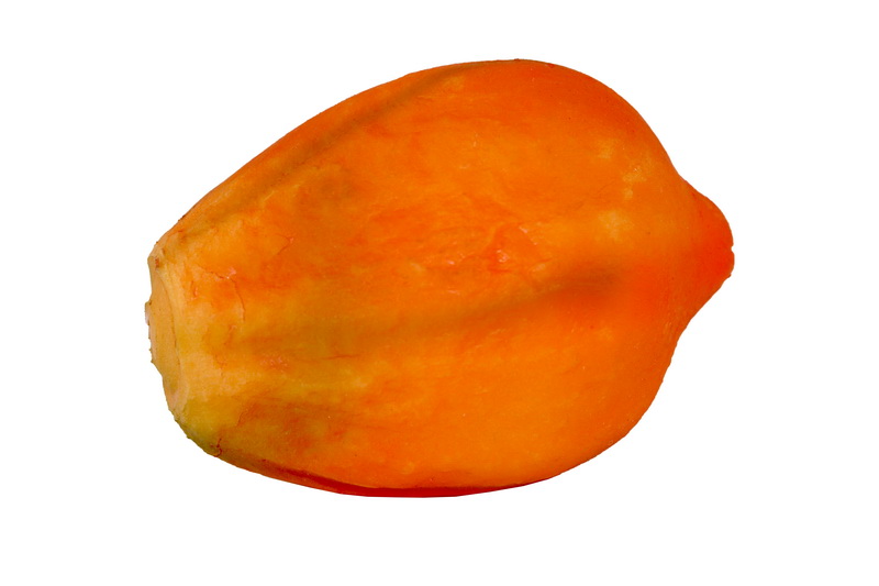 Papaya